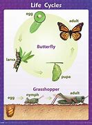 History, Science Health 2 - Teaching Charts