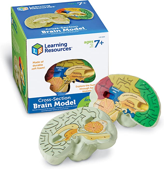 Human Biology Box Kit - Brain